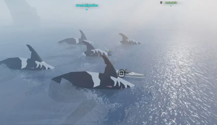 Fisch: Orca Migration Event Guide