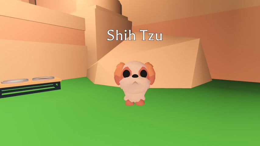 How to Get the Shih Tzu Pet in Adopt Me